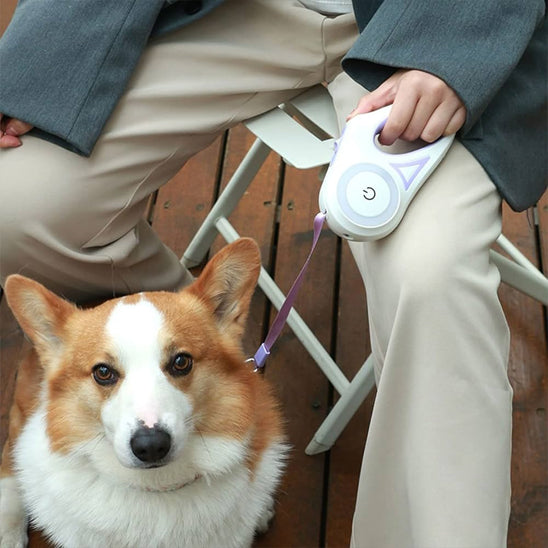 Laisse-pour-chien-exterieur-GlowWalk