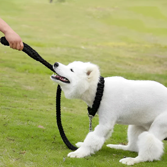 Laisse-pour-chien-plaisir-TitanLaisse