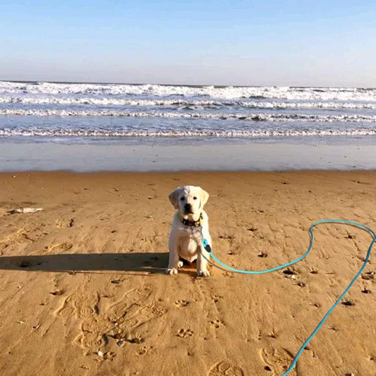 Longe-pour-chien-Confort-NomadLine