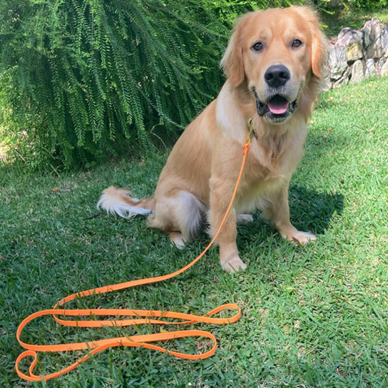 Longe-pour-chien-Entrainement-LibraPaw