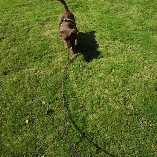 Longe-pour-chien-Entrainement-NomadLine