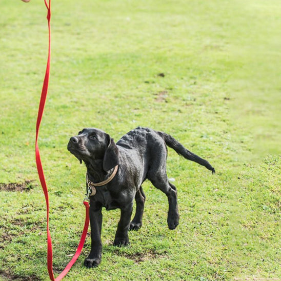 Longe-pour-chien-Entrainement-WildLead