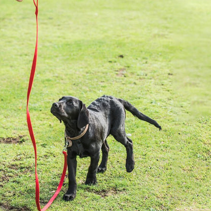 Longe-pour-chien-Entrainement-WildLead