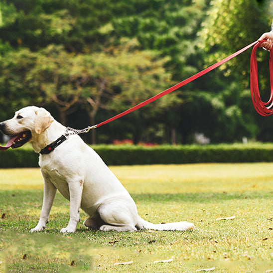 Longe-pour-chien-Marche-WildLead