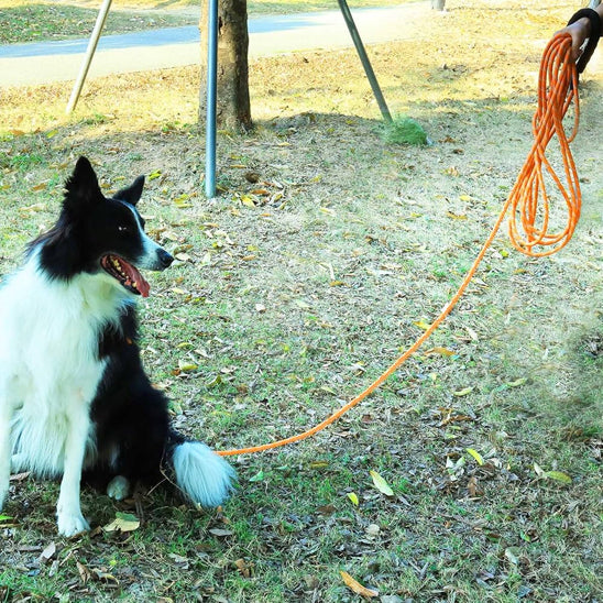 Longe-pour-chien-Promenade-NomadLine