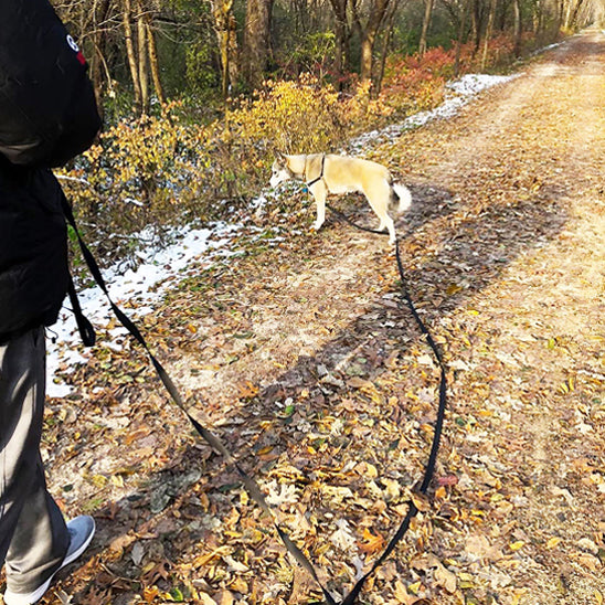 Longe-pour-chien-Promenade-WildLead