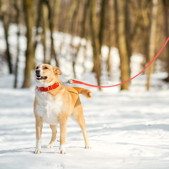 Longe-pour-chien-Sport-LibraPaw