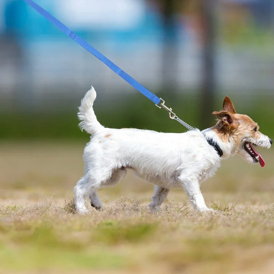 Longe-pour-chien-Sport-WildLead