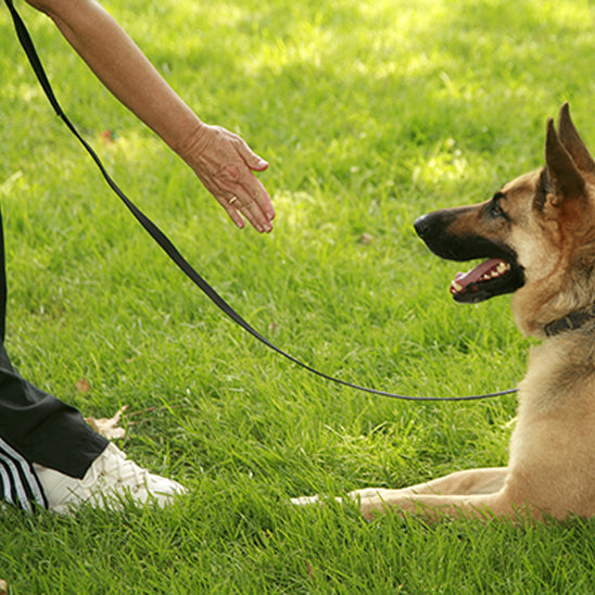 Longe-pour-chien-entrainement-TrailLonge