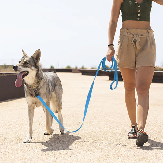 Longe-pour-chien-marche-DogHorizon