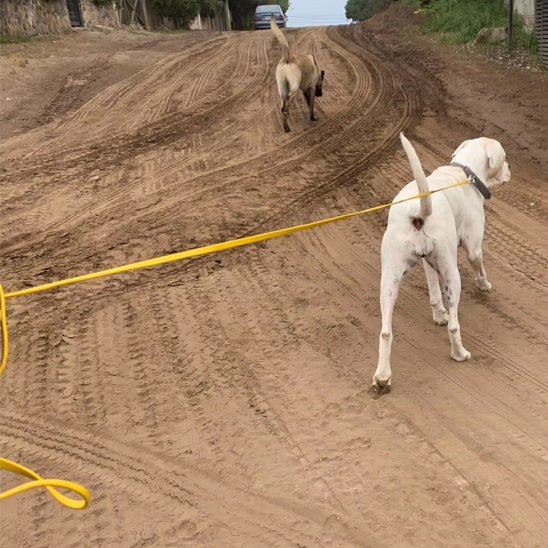Longe-pour-chien-marche-TrailLonge