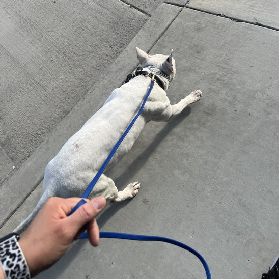 Longe-pour-chien-promenade-TrailLonge