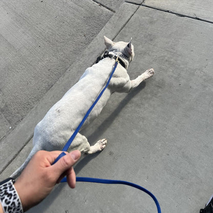 Longe-pour-chien-promenade-TrailLonge