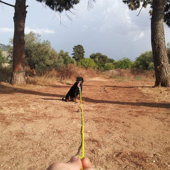 Longe-pour-chien-sport-TrailLonge