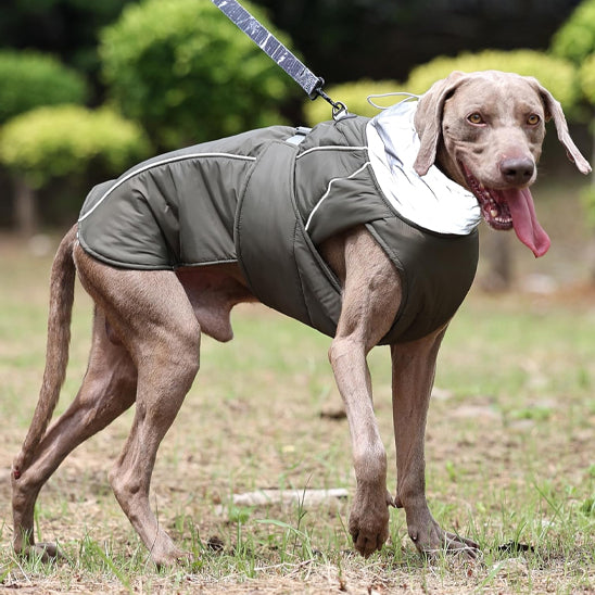 Manteau-chien-Confort-StormGuard
