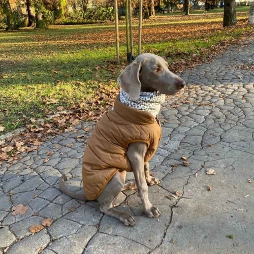Manteau-chien-Marche-DoggyCozy
