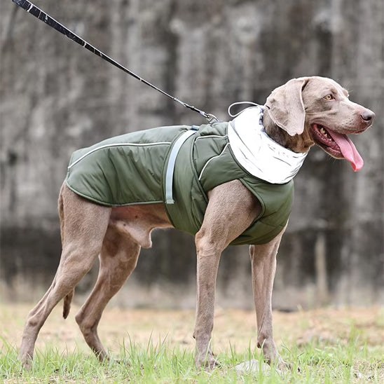 Manteau-chien-Marche-StormGuard
