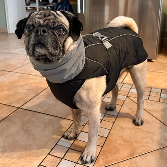 Manteau-chien-Noir-StormGuard
