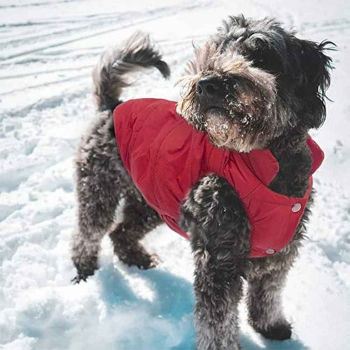 Manteau-chien-Plaisir-DoggyCozy