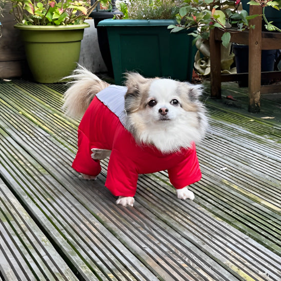 Manteau-pour-chien-Marche-ArcticPup