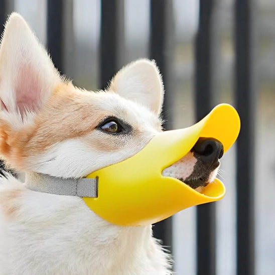 Museliere-chien-Marche-QuackMuzzle