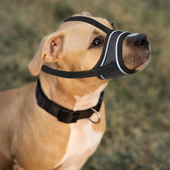 Museliere-chien-Marche-SecurePaw