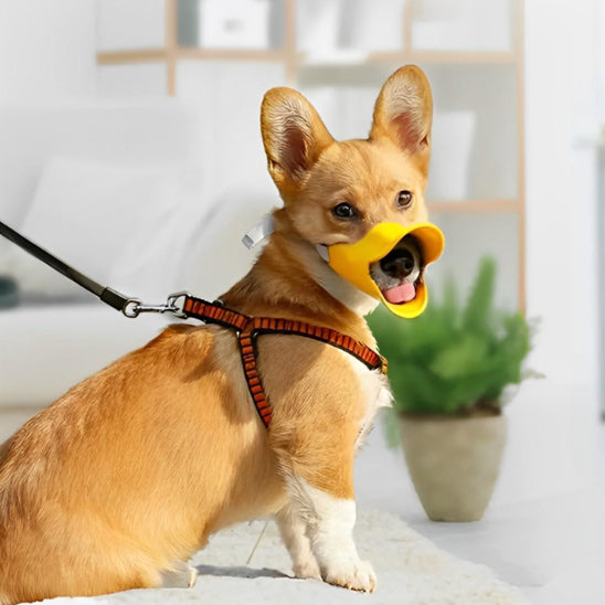 Museliere-chien-Promenade-QuackMuzzle