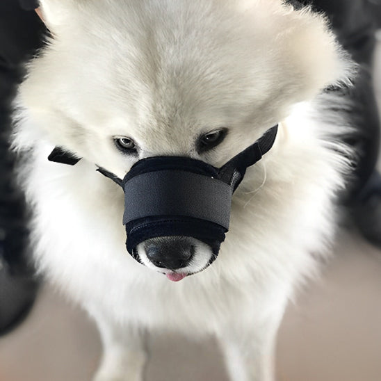 Museliere-chien-Promenade-SafeBite
