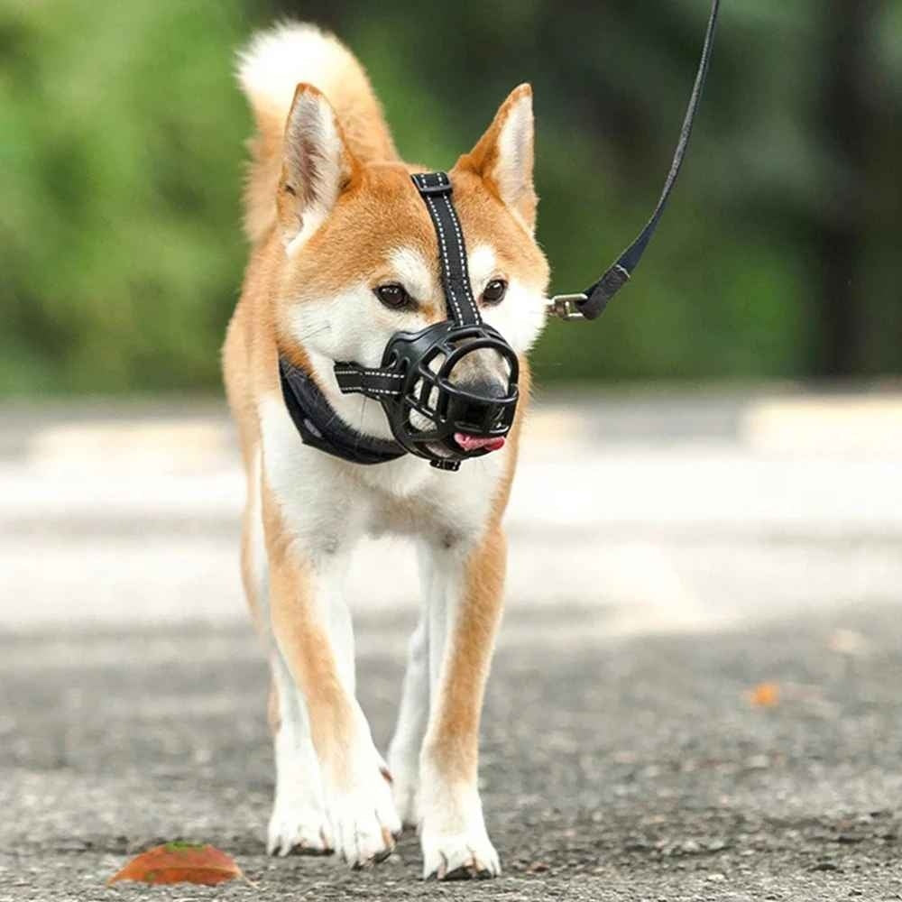 Museliere-chien-Promenade-SafeMuzzle