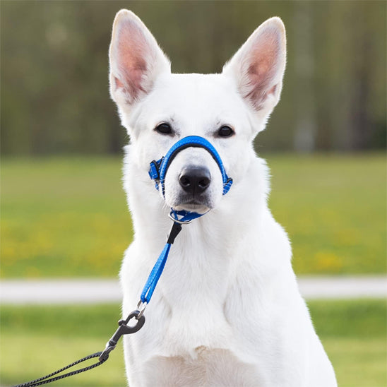 Museliere-pour-chien-Confort-SafeWalk