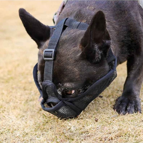 Museliere-pour-chien-Marche-AirMuzzle