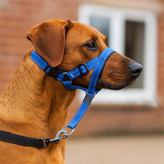 Museliere-pour-chien-Marche_SafeWalk