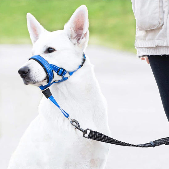 Museliere-pour-chien-Promenade-SafeWalk