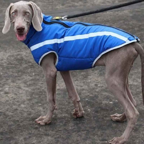 Vetement-chien-Bleu-BrightWalk