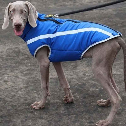Vetement-chien-Bleu-BrightWalk