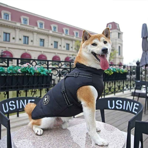 Vetement-chien-Confort-UrbanStar