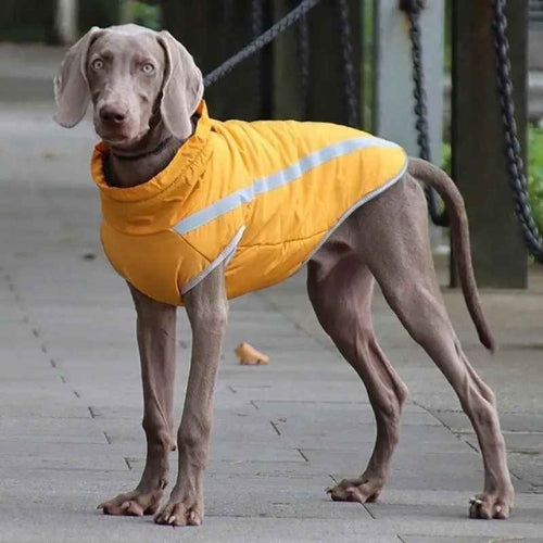 Vetement-chien-Jaune-BrightWalk