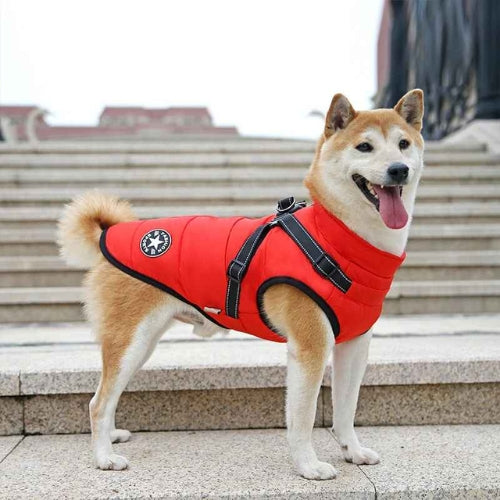 Vetement-chien-Promenade-UrbanStar