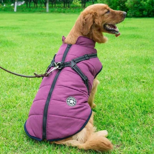 Vetement-chien-Violet-UrbanStar
