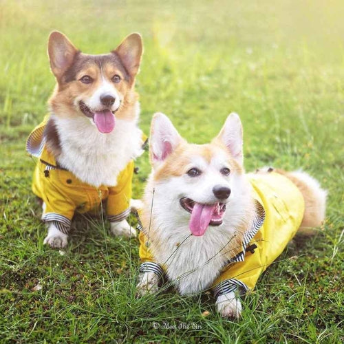 Vetement-pour-chien-Confort-PawRain