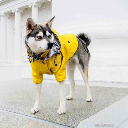 Vetement-pour-chien-Marche-PawRain
