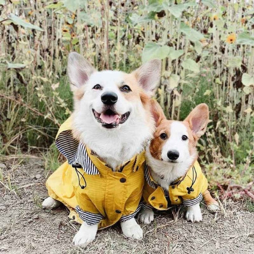 Vetement-pour-chien-Plaisir-PawRain