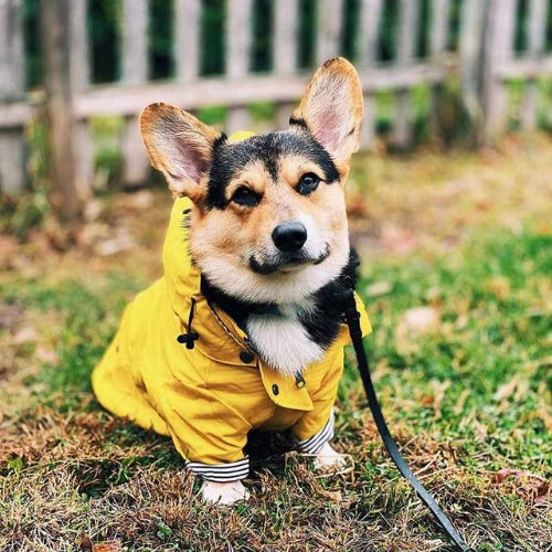 Vetement-pour-chien-Promenade-PawRain