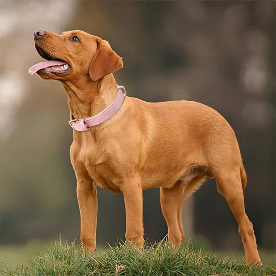 Collier-chien-rose-grande-chien-BellaPaw