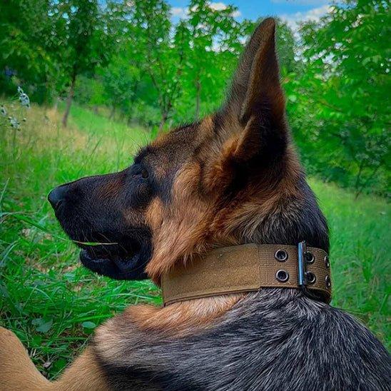 Collier chien chasse DogOps