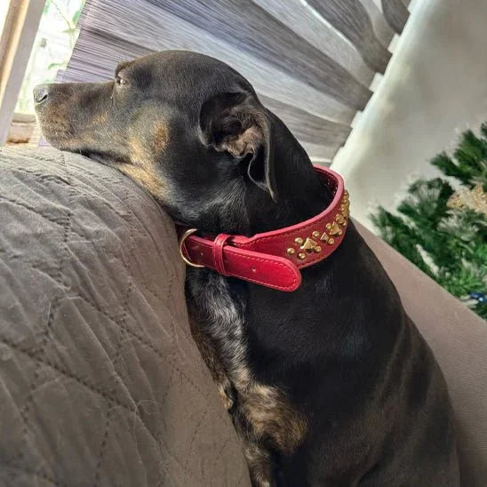 Collier-chien-confort-DogRiot