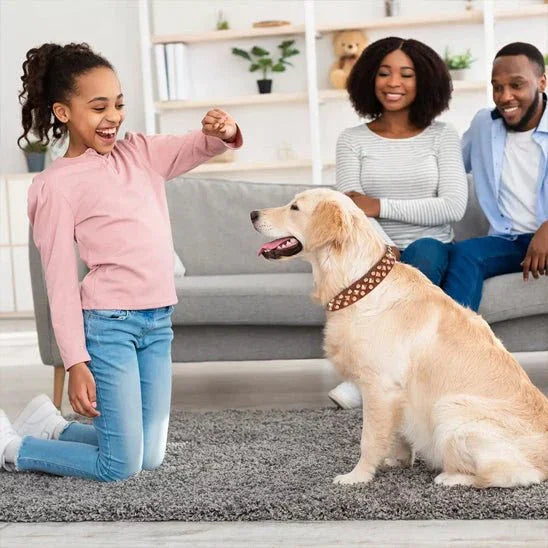 Collier-chien-plaisir-DogRiot