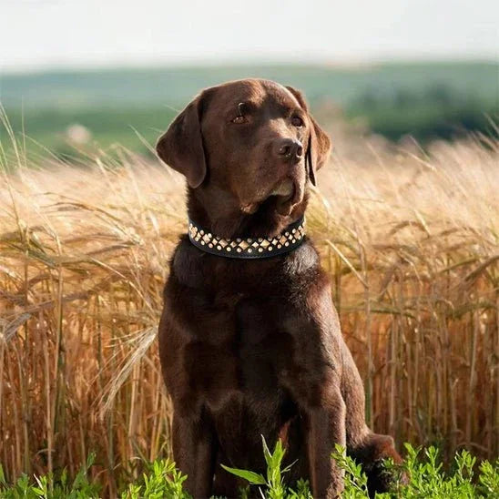 Collier-chien-Noir-DogRiot