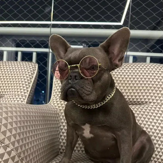 Collier chien argent NoblePaw