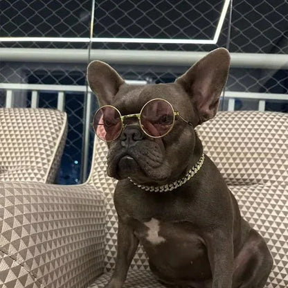 Collier chien argent NoblePaw